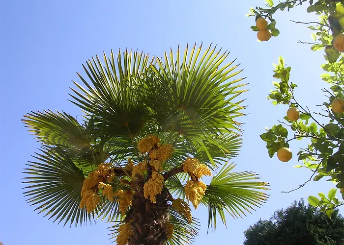 酒店 乌丽赛酒店 伊斯基亚